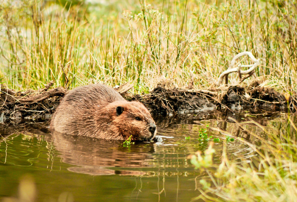 Dientes de Navarino Trekking bis zur Laguna Martillo